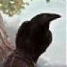 crow.
