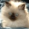 Riviera_sue