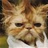 Ya Disgruntled Neighbour
