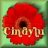 Cindylu